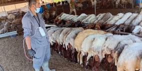 دائرة البيطرة في طوباس تنفذ حملة تطعيم وترقيم للأغنام في خربة الرأس الأحمر