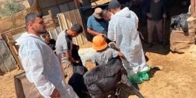 تواصل تطعيم وترقيم الأغنام والماعز بمسافر يطا والأغوار
