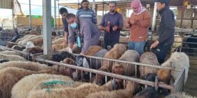 الحملة الوطنية لتطعيم وترقيم الثروة الحيوانية تتجاوز 37,350 رأساً منذ انطلاقها في مسافر يطا والأغوار الشمالية