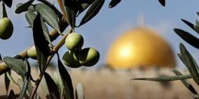 أين موقع فلسطين في الخريطة العالمية للزيتون؟ فياض فياض يجيب لراية