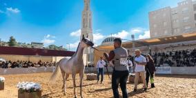 روابي تختتم بطولة الإنتاج المحلي بمشاركة أكثر من 300 خيل عربي أصيل وبمشاركة جماهيرية واسعة