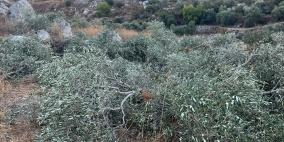 مستوطنون يقتلعون ويكسرون عشرات أشجار الزيتون في نعلين غرب رام الله
