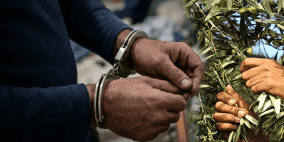 القبض على لصوص الزيتون في جنين