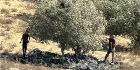 خاص| موسم الزيتون تحت الهجوم.. المستوطنون يستهدفون أرزاق الفلسطينيين