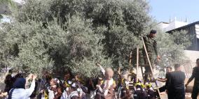 الأمن الوطني في قلقيلية ينفذ فعالية لقطف الزيتون بمشاركة الأشبال والزهرات والمجلس الوطني الشبابي في حبلة
