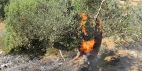 مستوطنون يضرمون النار بأشجار زيتون قرب حوارة 