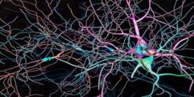 مادة كيميائية جعلت من الإنسان أذكى الكائنات الحية