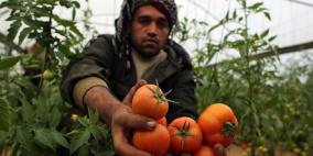 غزة: وقف تصدير البندورة بعد ارتفاع أسعارها محلياً