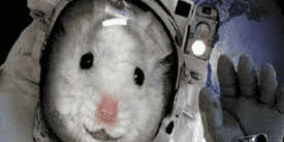 20 فأرا في مهمة فضائية