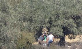 مستوطنون يسرقون ثمار زيتون قرب عين سينيا شمال رام الله