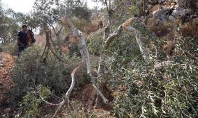 مستعمرون يقتلعون 200 شجرة زيتون في ترمسعيا شمال رام الله