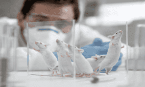 تحديد هرمون لدى الفئران يمكن أن يساعد في زيادة العمر الافتراضي!