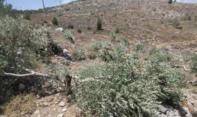 مستوطنون يقطعون 20 شجرة زيتون ويتلفون محاصيل زراعية في مسافر يطا