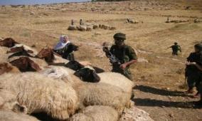 قوات الاحتلال تقتحم بلدة يطا والمستوطنين يطاردون رعاة الأغنام