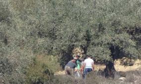 مستوطنون يسرقون ثمار الزيتون في عقربا جنوب نابلس