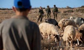 مستوطنون يهاجمون رعاة أغنام قرب عناتا شرق القدس