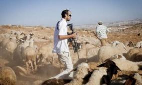 مستوطنون يسرقون أربعة رؤوس من الماشية في قرية بيرين جنوب شرق الخليل