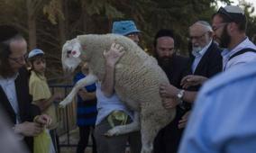 الأعلى منذ 1967... سبع محاولات لإدخال "قرابين" للمسجد الأقصى خلال "الفصح اليهودي" هذا العام