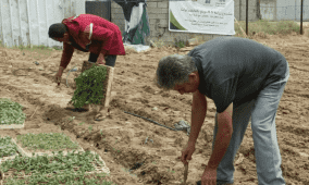 مبادرة تعيد مشتل بلدية غزة للعمل بزراعة الخضروات لمواجهة المجاعة