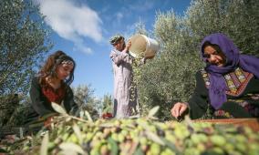 الزيتون الفلسطيني.. كائن "حي" يحتاج للعناية لا "الهمشية" لضمان زيادة الإنتاج