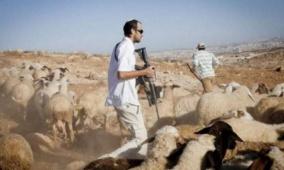 مستوطنون يرعون أغنامهم في أراضي المواطنين بمسافر يطا