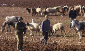 مستوطنون يرعون أغنامهم بمحيط مساكن المواطنين في سوسيا بمسافر يطا