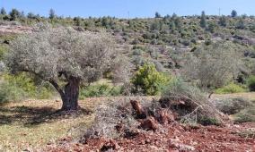 الاحتلال يجرف أراضي في قرية أم صفا شمال غرب رام الله