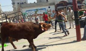 هل تجوز التضحية بالعجول "المسمّنة" ؟ .. مفتى فلسطين يجيب!