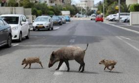 "الخنازير البرية".. هل هي عدوة التنوع الحيوي في فلسطين؟