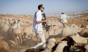 مستوطنون يسرقون ويقتلون عشرات رؤوس الأغنام في الأغوار