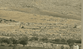 الاحتلال يبدأ بشق شارع استعماري في حزما شمال شرق القدس
