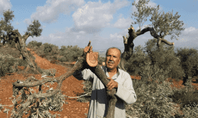 خاص| مزارعو قلقيلية بين نار الاحتلال وشحّ المياه: معاناة يومية وموسم زيتون مهدد