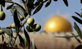 الزيتون الفلسطيني.. موسم مهدد بالضعف وسط استهداف الاحتلال وتحديات المناخ