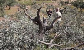 أريج: نحو 25 ألف دونم يمنع الاحتلال أصحابها من الوصول إليها لقطف الزيتون