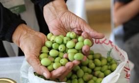بالصور| مهرجان الزيتون الوطني في بيت لحم يحتفل بيوبيله الفضي