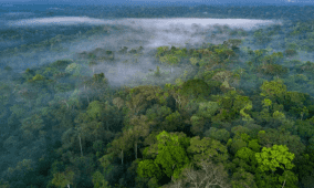 البرازيل تسعى لجمع 10 مليارات دولار لمبادرة حماية الغابات