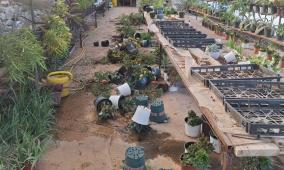 مستوطنون يهاجمون مشتلا ويتلفون محتوياته في دير شرف غرب نابلس