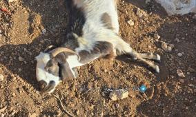 مستوطنون يسممون أغناما في المغير شرق رام الله