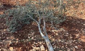 الاحتلال يقتلع أشجار زيتون في كفر مالك شمال شرق رام الله