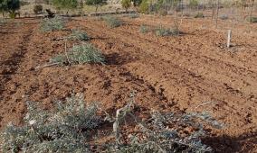 مستوطنون يقتلعون 850 شجرة زيتون وعنب جنوب الخليل