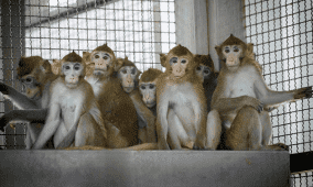 الولايات المتحدة تعتزم الحد من استخدام القردة في الأبحاث