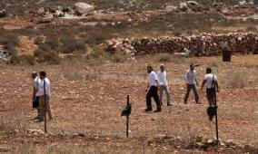 مستوطنون يقتلعون نحو 150 شجرة زيتون في مسافر يطا