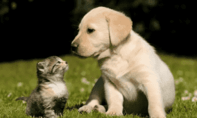 إلى أي مدى يمكن أن يتأثر البعض بفقدان حيواناتهم الأليفة؟