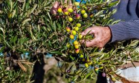 خاص| ما أهمية انخفاض درجات الحرارة لشجرة الزيتون.. خبير زراعي يجيب لراية!