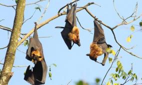 فيروس نيباه القاتل يظهر في الهند.. ما أعراضه وأسبابه وكيف ينتقل إلى البشر؟