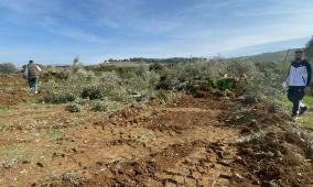 الاحتلال يقتلع عشرات أشجار الزيتون في بلدتي بدّو وبيت إكسا شمال غرب القدس