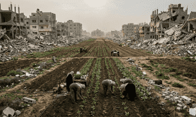 خاص| رغم الإبادة وشحّ الإمكانيات.. مزارعو غزة يحاولون إحياء أراضيهم!