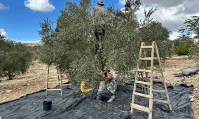 خاص| بين الإزهار والعقد… كيف تؤثر الأجواء الخماسينية على محصول الزيتون؟