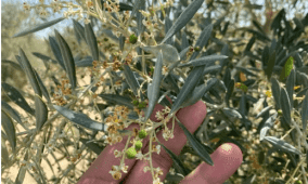 تساقط ثمار الزيتون بعد العقد.. الأسباب والحلول مع فياض فياض
