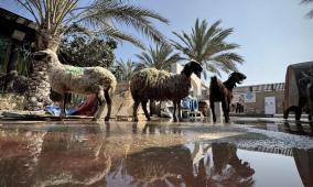 خبير اقتصادي لراية: لا أضاحي ولا قدرة على شراء الغذاء في غزة